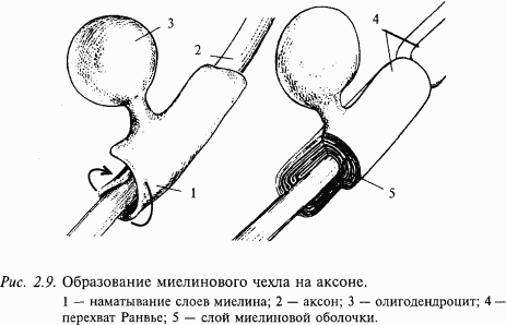 Основы нейрофизиологии - i_14.png