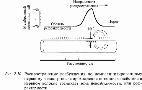 Основы нейрофизиологии - i_15.png