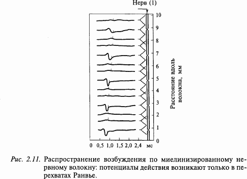 Основы нейрофизиологии - i_16.png