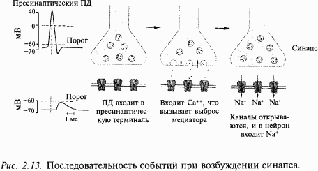 Основы нейрофизиологии - i_18.png