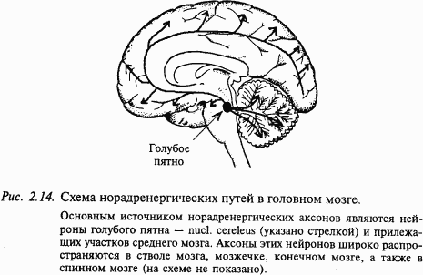 Основы нейрофизиологии - i_19.png