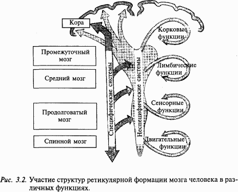 Основы нейрофизиологии - i_20.png