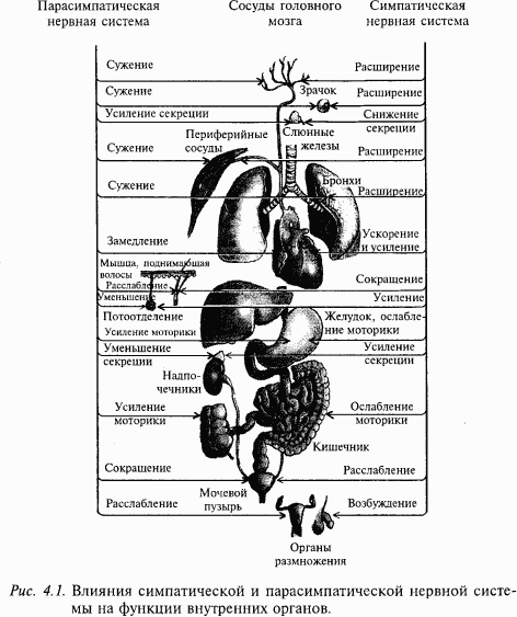 Основы нейрофизиологии - i_23.png