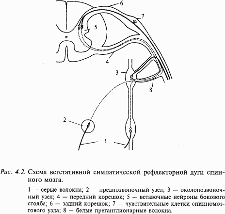 Основы нейрофизиологии - i_24.png