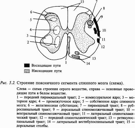 Основы нейрофизиологии - i_30.png