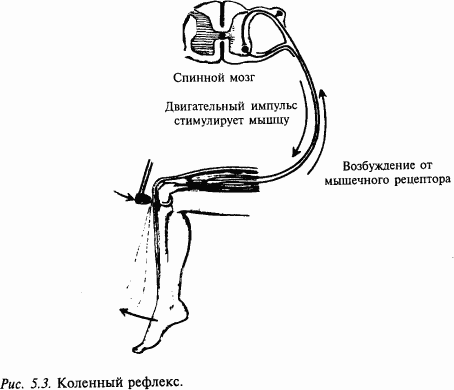 Основы нейрофизиологии - i_31.png