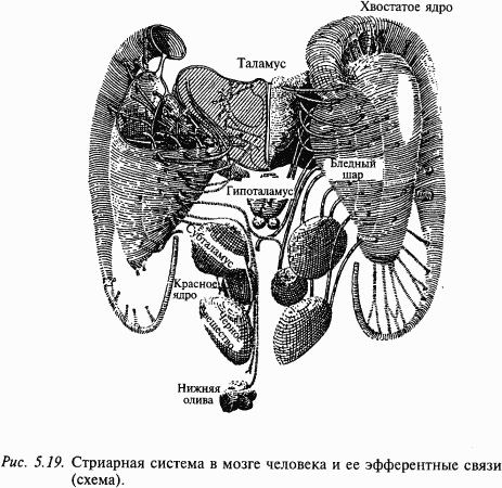 Основы нейрофизиологии - i_40.png