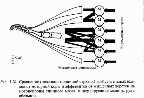 Основы нейрофизиологии - i_41.png