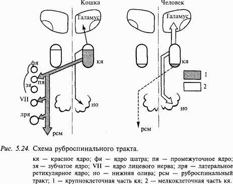 Основы нейрофизиологии - i_44.png