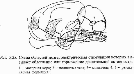 Основы нейрофизиологии - i_45.png