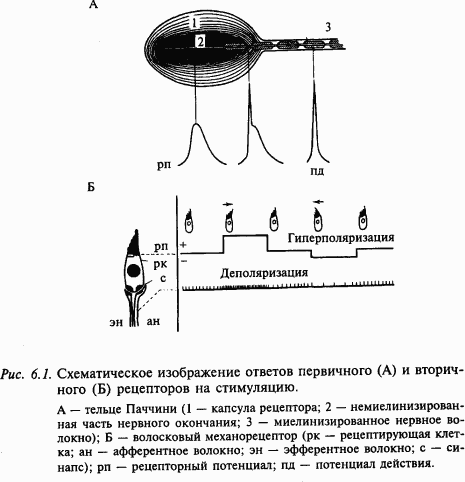 Основы нейрофизиологии - i_46.png