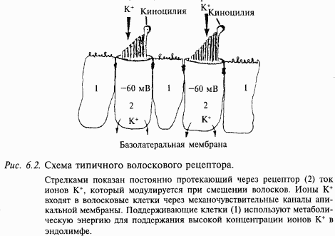 Основы нейрофизиологии - i_47.png