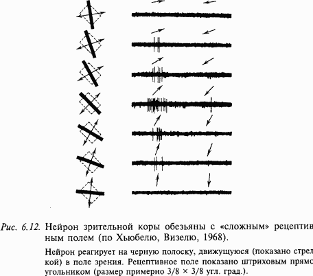 Основы нейрофизиологии - i_50.png