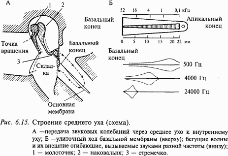 Основы нейрофизиологии - i_53.png