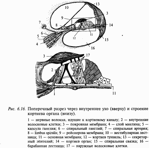 Основы нейрофизиологии - i_54.png