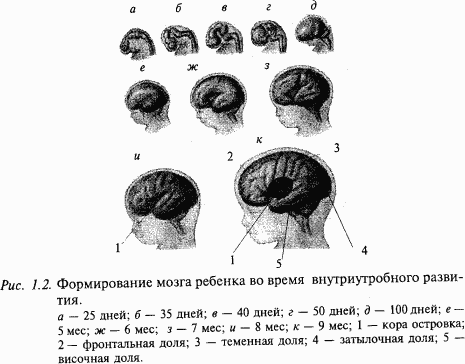 Основы нейрофизиологии - i_0C.png