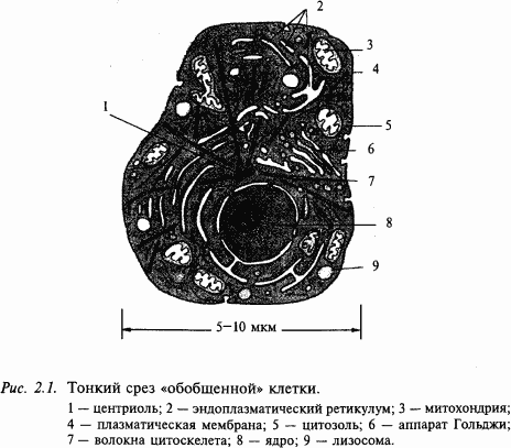 Основы нейрофизиологии - i_0D.png