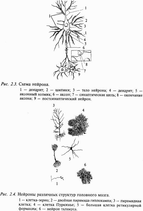 Основы нейрофизиологии - i_0F.png