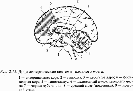 Основы нейрофизиологии - i_1A.png