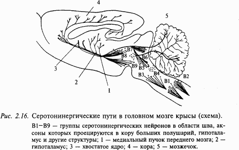 Основы нейрофизиологии - i_1B.png