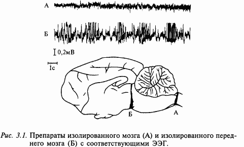 Основы нейрофизиологии - i_1F.png