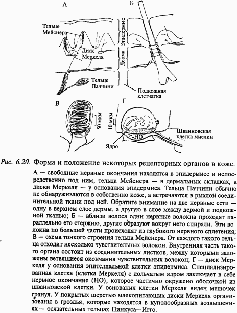 Основы нейрофизиологии - i_58.png