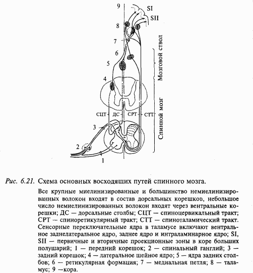 Основы нейрофизиологии - i_59.png