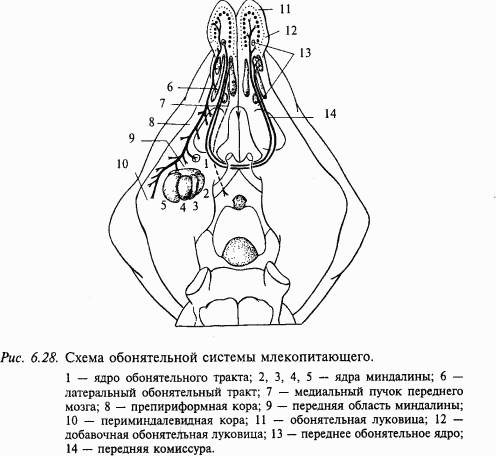 Основы нейрофизиологии - i_60.png