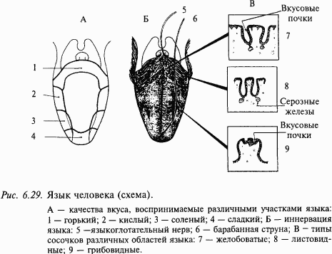 Основы нейрофизиологии - i_61.png