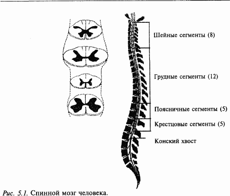 Основы нейрофизиологии - i_2F.png