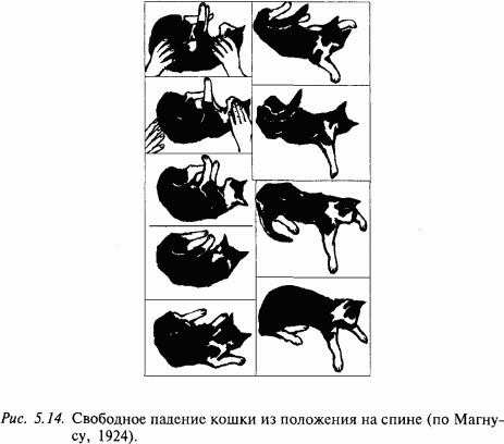 Основы нейрофизиологии - i_3B.png