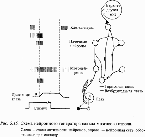 Основы нейрофизиологии - i_3C.png