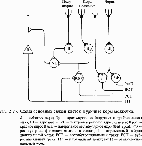 Основы нейрофизиологии - i_3E.png