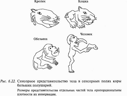 Основы нейрофизиологии - i_5A.png