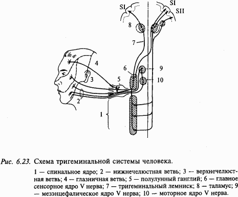 Основы нейрофизиологии - i_5B.png