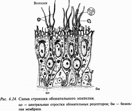 Основы нейрофизиологии - i_5C.png