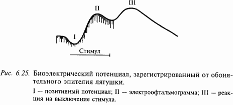 Основы нейрофизиологии - i_5D.png