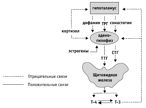 Заболевания щитовидной железы: лечение и профилактика - i_004.png