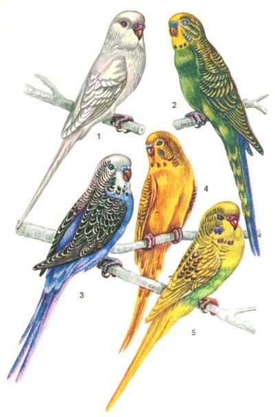 Попугаи от А до Я - i_032.jpg