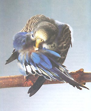 Попугаи от А до Я - i_033.jpg