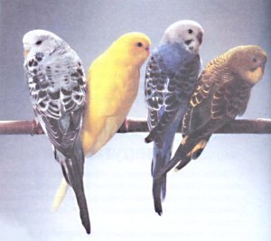 Попугаи от А до Я - i_034.jpg