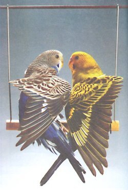 Попугаи от А до Я - i_035.jpg