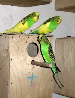 Попугаи от А до Я - i_037.jpg