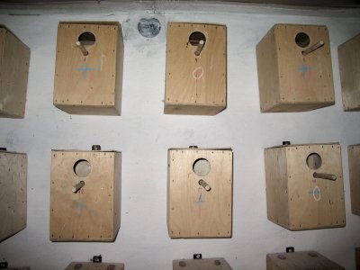 Попугаи от А до Я - i_038.jpg