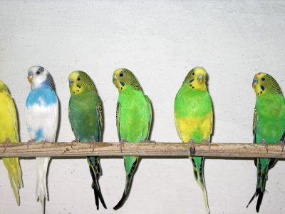 Попугаи от А до Я - i_040.jpg