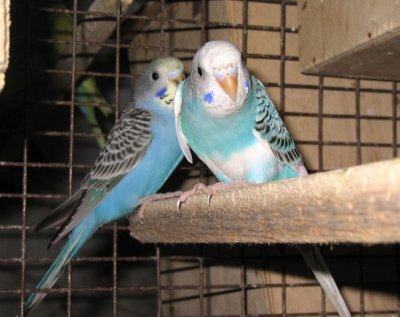 Попугаи от А до Я - i_041.jpg