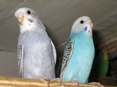 Попугаи от А до Я - i_042.jpg