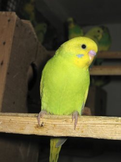 Попугаи от А до Я - i_043.jpg