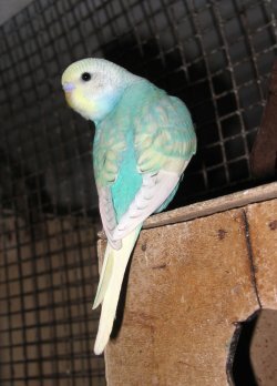 Попугаи от А до Я - i_044.jpg