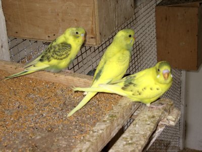 Попугаи от А до Я - i_045.jpg